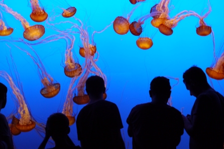This picture shows a gigantic tank of jellyfish with people silhouetted in the foreground. Picture taken at teh MOnterey Aquarium, California. 