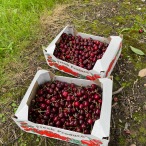 Brodgale cherries